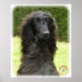 Afghan Hound 9T027D-067 Posters