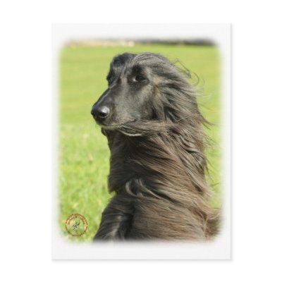 Afghan Hound 9W43D-116 Postcards by TraffordPhotos