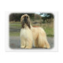 Afghan Hound 9Y119D-037 Postcard