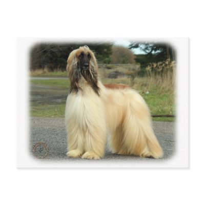 Afghan Hound 9Y119D-037 Postcard by TraffordPhotos