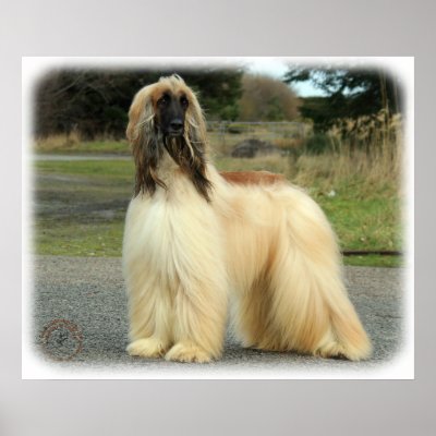 Afghan Hound 9Y119D-037 Print by TraffordPhotos