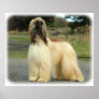 Afghan Hound 9Y119D-037 Print