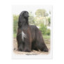 Afghan Hound 9Y151D-112 Post Cards
