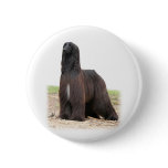 Afghan Hound 9Y151D-118 Pin