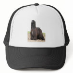 Afghan Hound 9Y151D-118 Trucker Hats