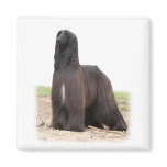 Afghan Hound 9Y151D-118 Fridge Magnets