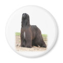 Afghan Hound 9Y151D-118 magnets