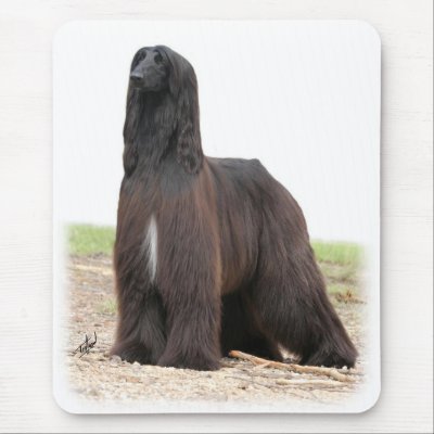 Afghan Hound 9Y151D-118 Mouse Pad by TraffordPhotos