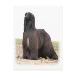 Afghan Hound 9Y151D-118 Post Card