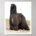Afghan Hound 9Y151D-118 posters