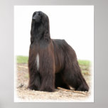 Afghan Hound 9Y151D-118 posters