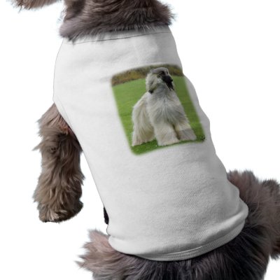 Afghan Hound 9Y247D-010 Pet Tee by TraffordPhotos
