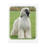 Afghan Hound 9Y247D-010 Postcard