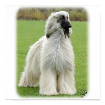 Afghan Hound 9Y247D-010 Posters by TraffordPhotos
