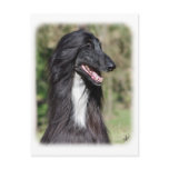 Afghan Hound AA017D-101 Postcard