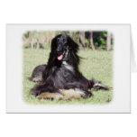 Afghan Hound AA017D-115 Greeting Cards