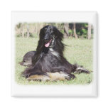 Afghan Hound AA017D-115 Fridge Magnets