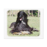 Afghan Hound AA017D-115 Postcard