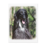 Afghan Hound AA017D-119 Post Cards