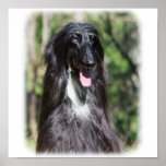 Afghan Hound AA017D-119 Print