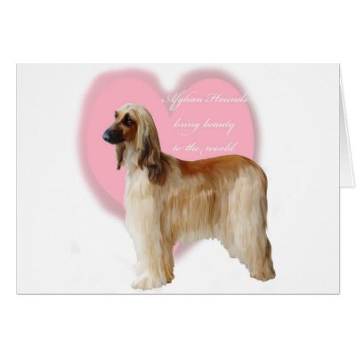 Afghan_Hound_beauty Greeting Cards by AfghanBoutique