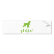 Afghan Hound