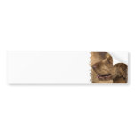 Afghan Hound Bumper Sticker bumper stickers