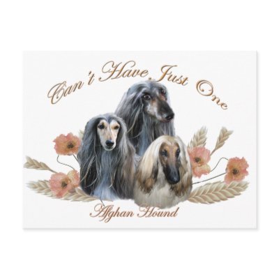 Afghan Hound Can't Have Just One Gifts Post Cards by friskybiz