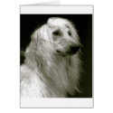 Afghan Hound cards