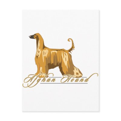 Afghan Hound, Detailed, Gold Postcard by DDGraphix