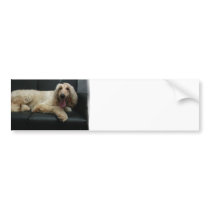 Afghan Hound Dog Bumper Stickers