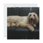 Afghan Hound Dog Invitation