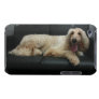 Afghan Hound Dog iTouch Case Barely There Ipod Case