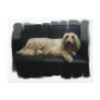 Afghan Hound Dog Postcard