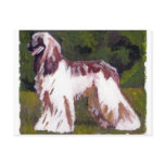 Afghan Hound Dog Postcard