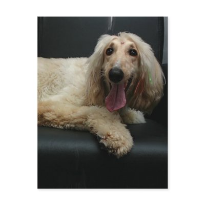 Afghan Hound Dog Postcard by DogPoundGifts