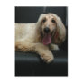 Afghan Hound Dog Postcard