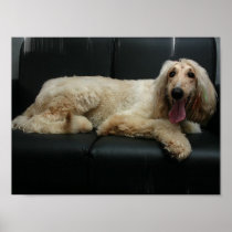 Afghan Hound Dog Poster Print