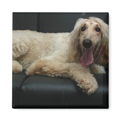 Afghan Hound Dog Square Magnet by DogPoundGifts