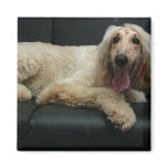Afghan Hound Dog Square Magnet