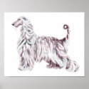 Afghan Hound Elegance posters