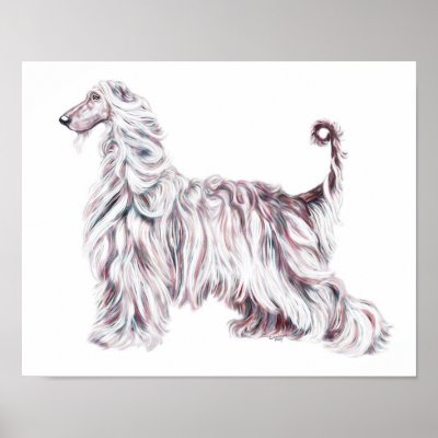 Afghan Hound Elegance Print by DanesRUs