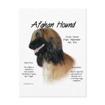 Afghan Hound (fawn) History Design by GreyWolfCreation