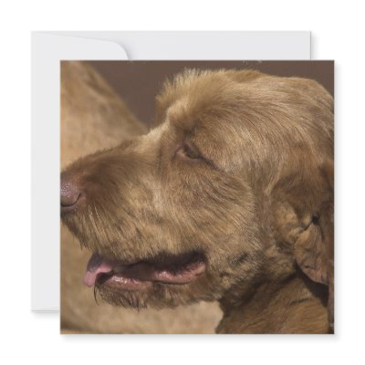 Afghan Hound Invitation by DogPoundGifts