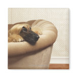 Afghan hound lying on sofa fridge magnet