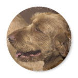 Afghan Hound Magnet