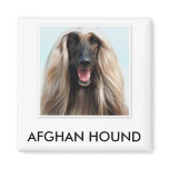 Afghan Hound Magnet
