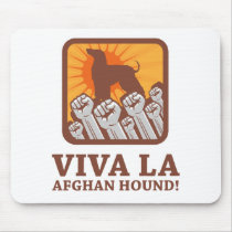 Afghan Hound