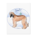 Afghan Hound Noel