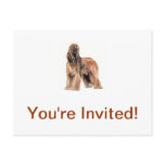 Afghan Hound Post Card